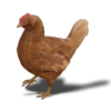 ChickenTrans.png
